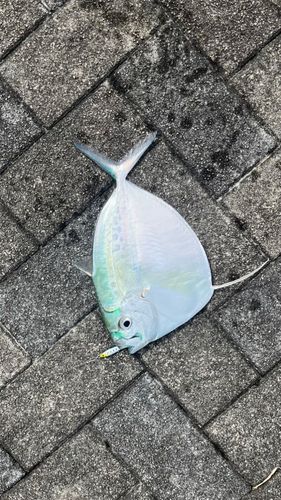 ギンカガミの釣果