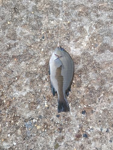 グレの釣果
