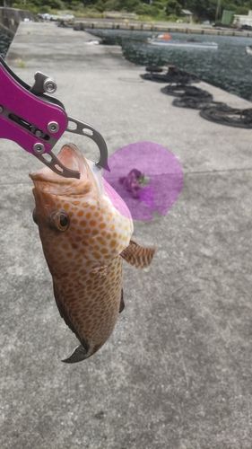 オオモンハタの釣果