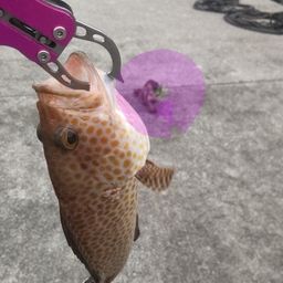 オオモンハタ