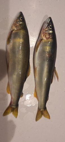 アユの釣果
