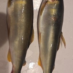 アユ