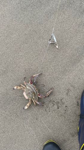 ワタリガニの釣果