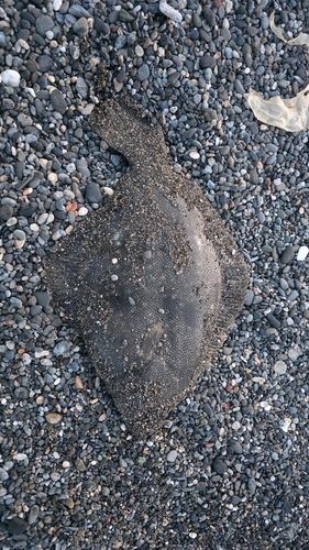 マツカワの釣果