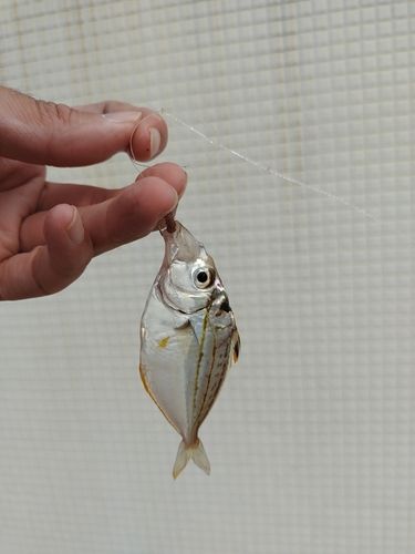 ヒイラギの釣果