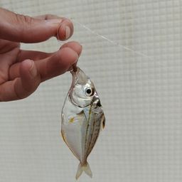 ヒイラギ
