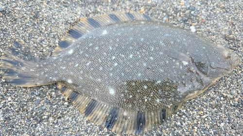 マツカワの釣果