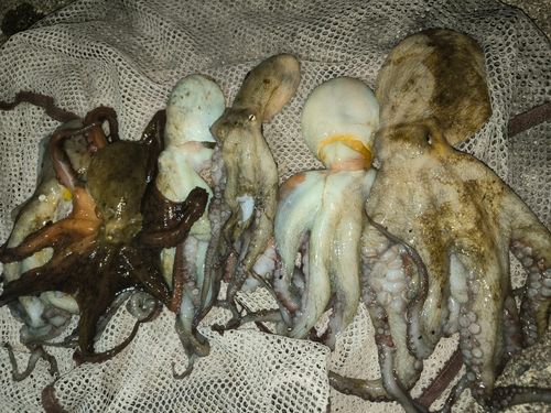 タコの釣果