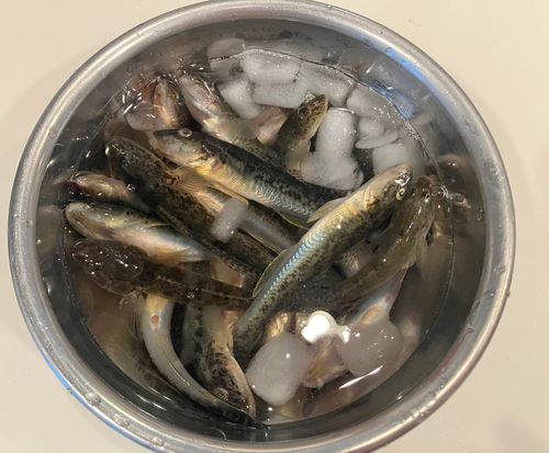 ハゼの釣果