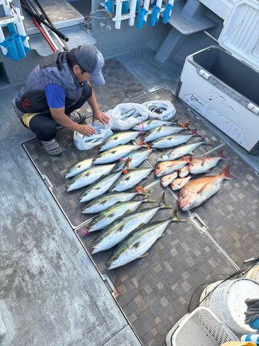 ハマチの釣果