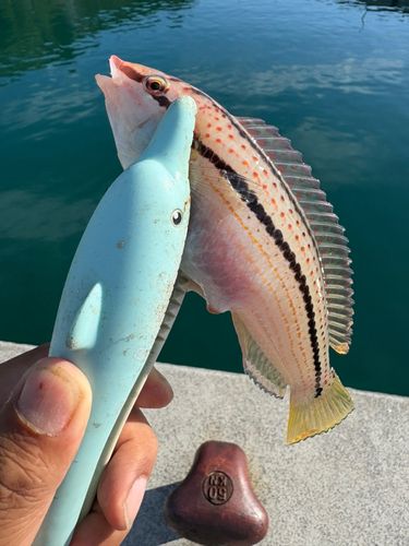 キュウセンの釣果