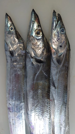 タチウオの釣果