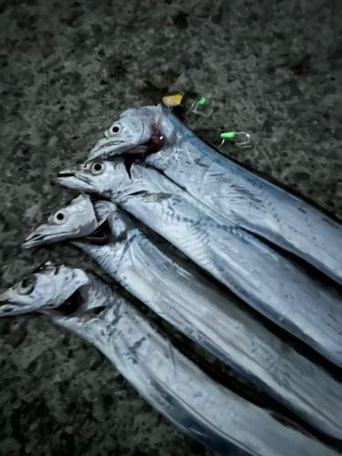 タチウオの釣果