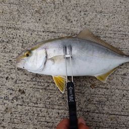 ショゴ