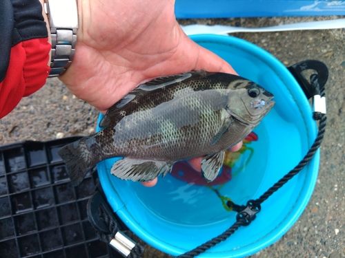 メジナの釣果
