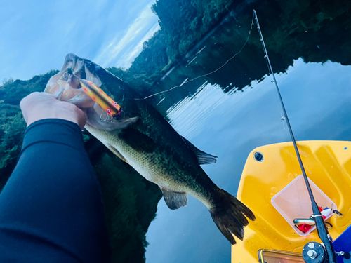 ラージマウスバス