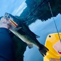 ラージマウスバス