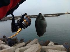 メジナの釣果