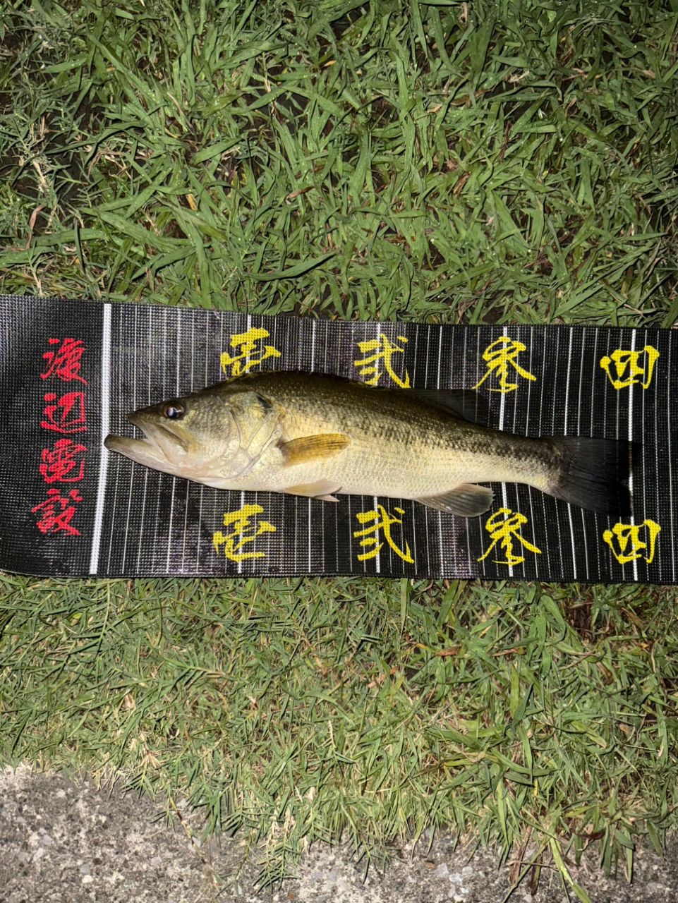 ラージマウスバス