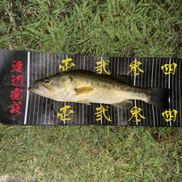 ラージマウスバス