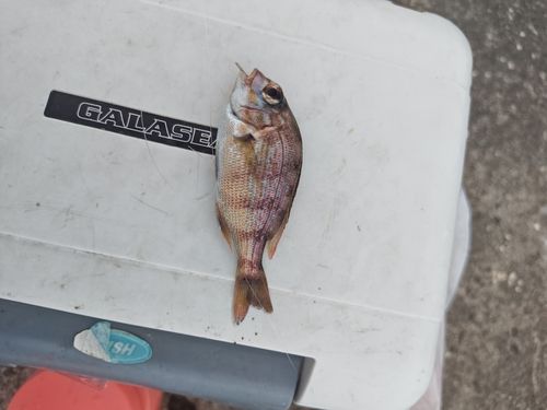 チャリコの釣果