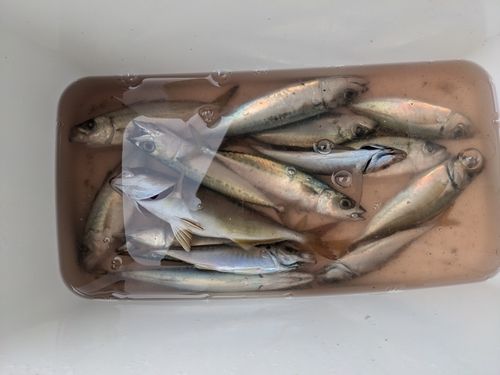 サバの釣果