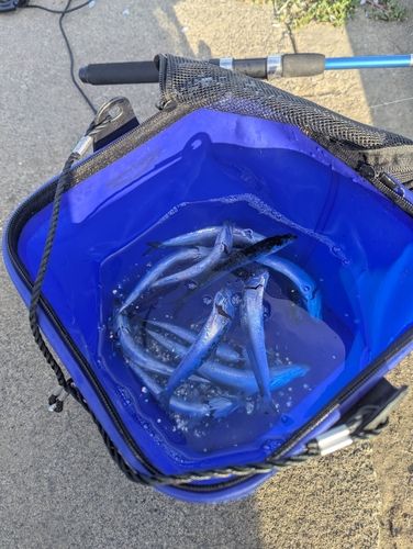 イワシの釣果