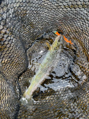 ブラウントラウトの釣果
