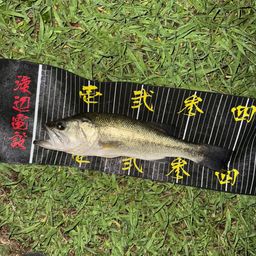 ラージマウスバス