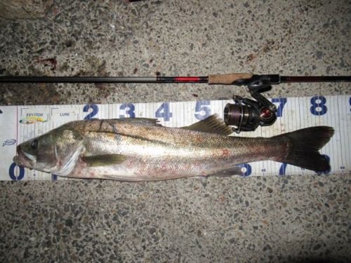 シーバスの釣果