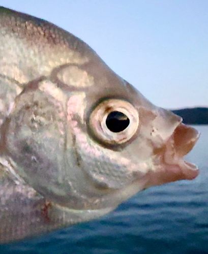 タナゴの釣果