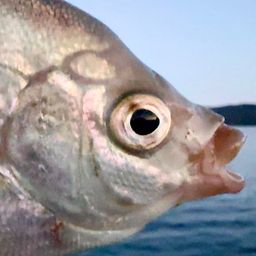 タナゴ
