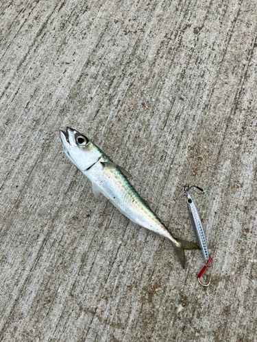 サバの釣果
