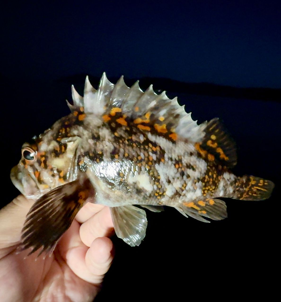 オウゴンムラソイ