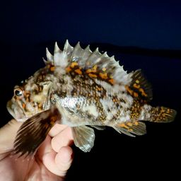 オウゴンムラソイ