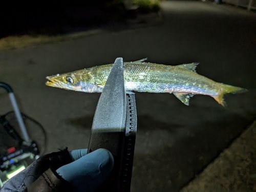 カマスの釣果