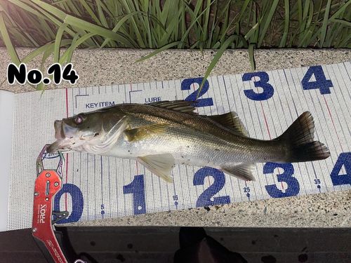 シーバスの釣果