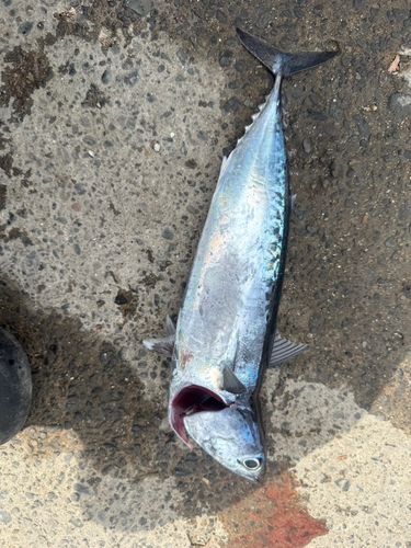 オオモンハタの釣果