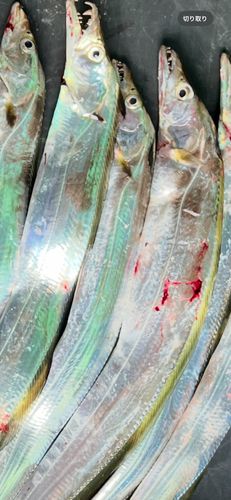 タチウオの釣果