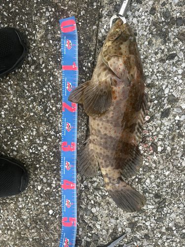 ハタの釣果