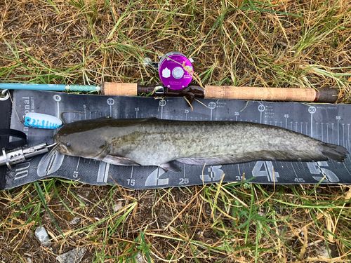 ナマズの釣果