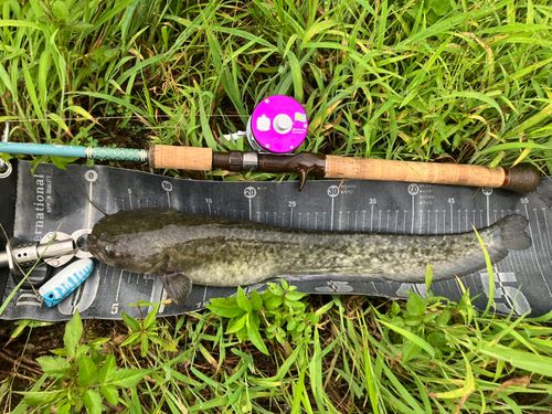 ナマズの釣果