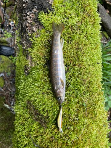 ヤマトイワナの釣果
