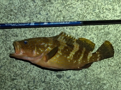 アコウの釣果