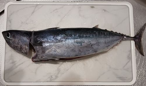 ソウダガツオの釣果