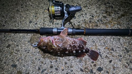 カサゴの釣果