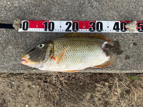 アマミフエフキの釣果