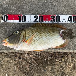 アマミフエフキ