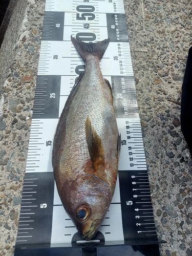 イサキの釣果