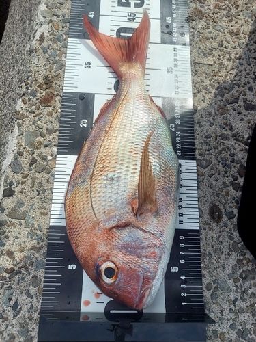 マダイの釣果